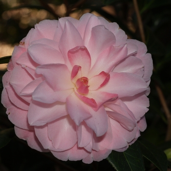 Camellia 'Buttons N Bows' 