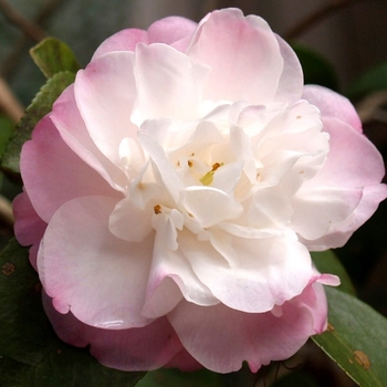 Camellia 'Cinnamon Cindy' 