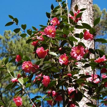 Camellia 'Crimson Candles'