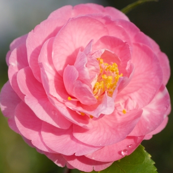 Camellia lutchuensis 'Fragrant Joy' 