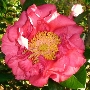 Camellia 'Fragrant Pathfinder'