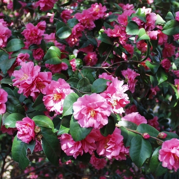 Camellia 'Fragrant Pink'