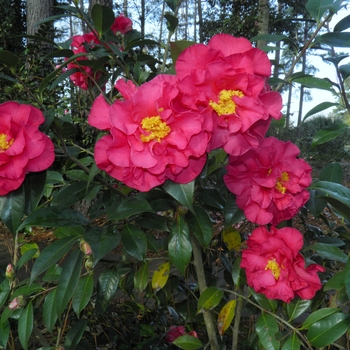 Camellia 'Frank Houser' 