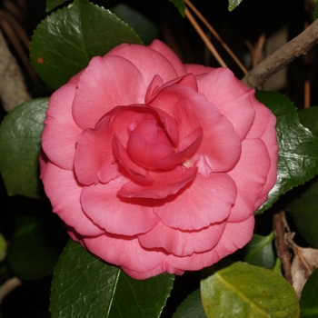 Camellia 'Fimbriated Fragrance' 