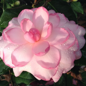 Camellia 'Gay Time' 