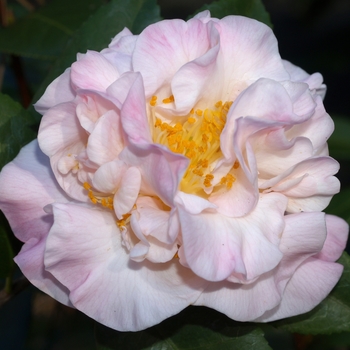 Camellia 'High Fragrance' 