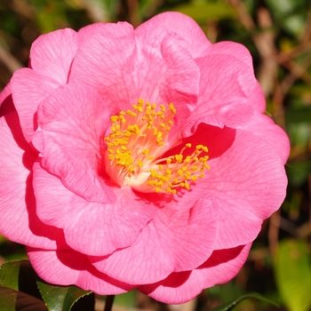 Camellia 'Lavender Prince II' 
