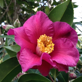 Camellia 'Purple Fire' 