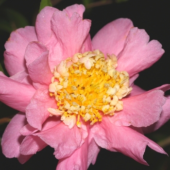 Camellia 'Sugar Dream' 