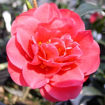 Camellia 'Sun Worshiper' 