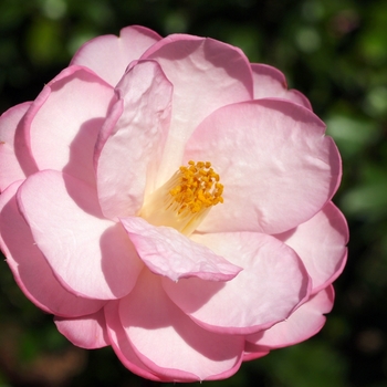 Camellia 'Taylor's Perfection' 