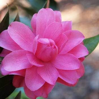 Camellia 'Tom Perkins' 