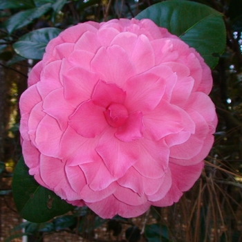 Camellia 'Valentine's Day' 