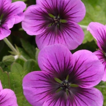 Geranium 'Sandrine' PPAF