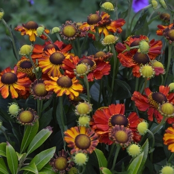 Helenium 'Monique' 