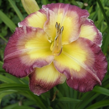 Hemerocallis 'Cheese & Wine' 