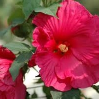 Hibiscus 'Sultry Kiss' PP22300