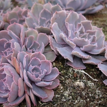 Echeveria shaviana 'Pink Frills' 