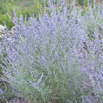 Perovskia atriplicifolia 'Peek-A-Blue' 