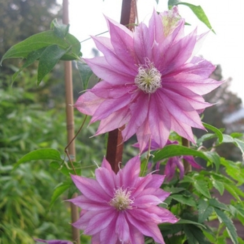 Clematis 'Phyllis' 