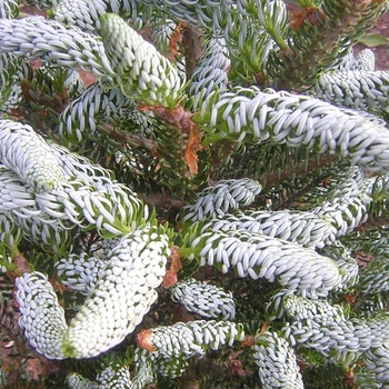 Abies koreana 'Silver Show' 