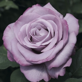 Rosa 'Neptune™' 