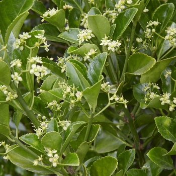 Euonymus japonicus 'Grandifolius' 