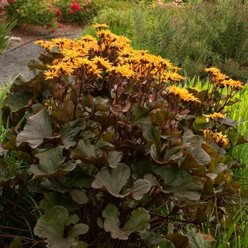 Ligularia dentata