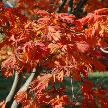 Acer japonicum 'Lovett' 