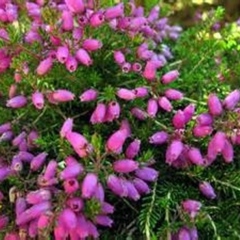 Erica cinerea 'Purple Beauty' 