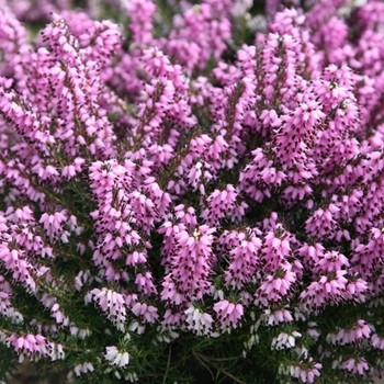 Erica darleyensis 'Furzey' 