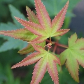 Acer palmatum 'Yama hime' 