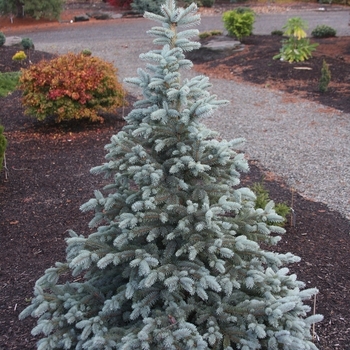 Picea pungens 'Continental' 