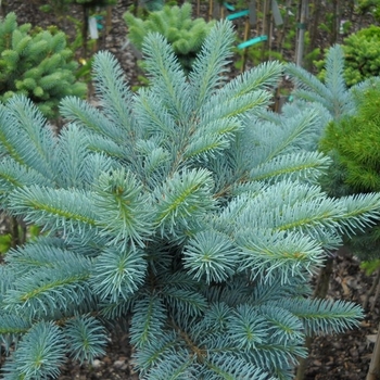 Picea pungens 'Egyptian Pyramid' 