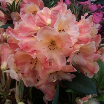 Rhododendron 'Honey Butter' 