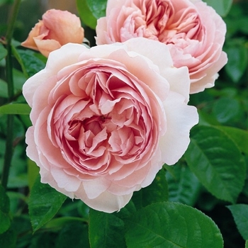 Rosa 'Ausrumba' 