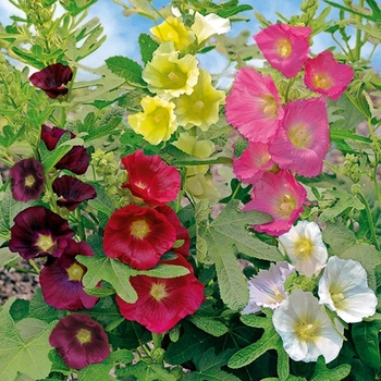 Alcea ficifolia 'Las Vegas' 