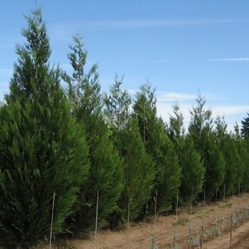 Thuja plicata 'Virescens' 