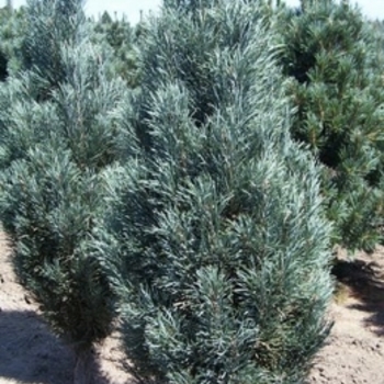 Pinus strobus 'Bennett's Fastigiate' 