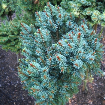 Picea abies 'Suncrest Pyramid' 