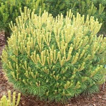 Pinus nigra 'Pierrick Bregeon' 