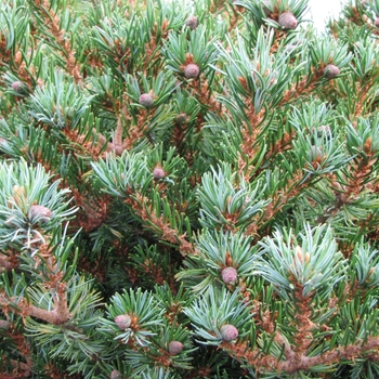 Pinus parviflora 'Hargoroma' 