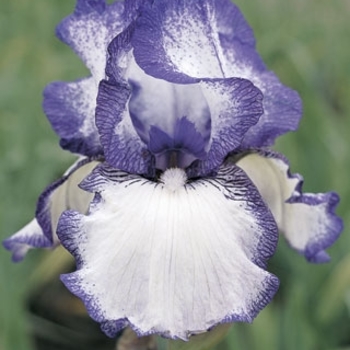 Iris germanica 'Hemstitched' 