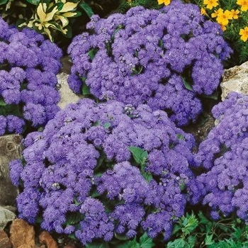 Ageratum houstonianum 'Azure Skies' 