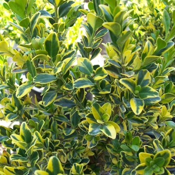 Buxus microphylla 'Golden Triumph' 