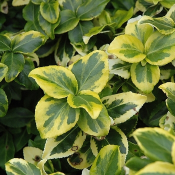 Euonymus fortunei 'Ivory Jade' Ivory Jade Euonymus | Garden Center ...