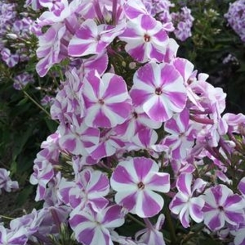 Phlox paniculata 'Candy Twist' 