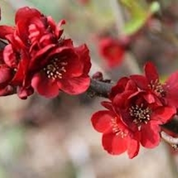 Chaenomeles japonica 'Fuji' 