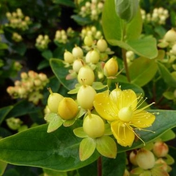 Hypericum x inodorum 'Sunshine' 