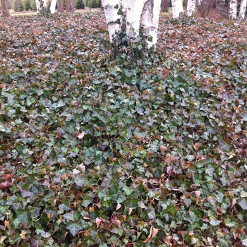 Hedera helix 'Winter Foliage'